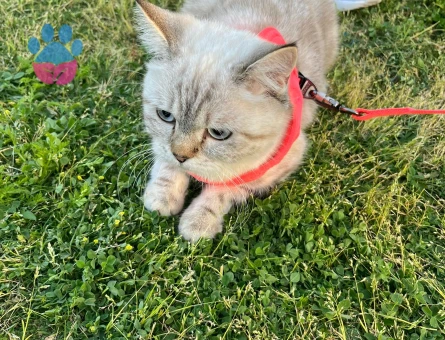 British Shorthair Dişi Kedime Eş Arıyorum