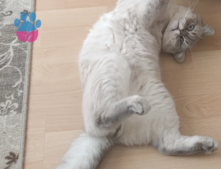 British Shorthair 1 Yaşındaki oğlumuza Eş Arıyoruz