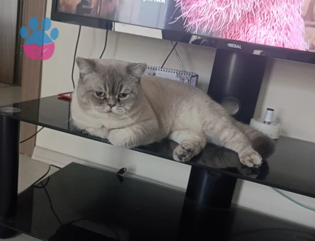 British Shorthair 1 Yaşındaki oğlumuza Eş Arıyoruz