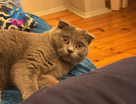 Scottish Fold Cindy hanıma damat arıyorum