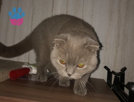 Scottish Fold Kızgınlıkta