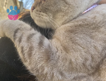 Scottish Fold 1,5 Yaşında