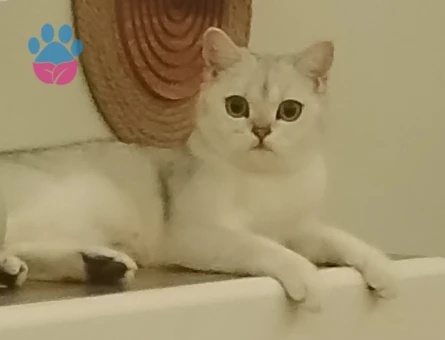 British Shorthair 1 Yaşında Kedime Eş Arıyorum