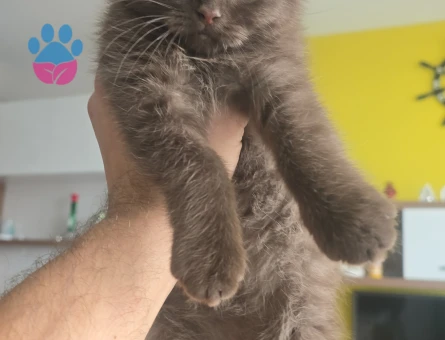 Scottish Fold Chocolate Kedime eş arıyorum