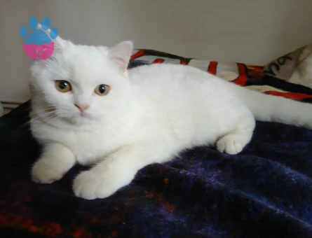 Kızıma eş arıyorum hangi cins kedi olursa fatketmez