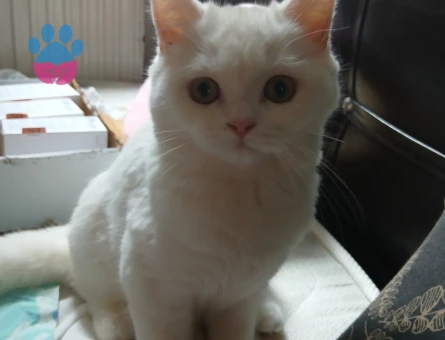 Kızıma eş arıyorum hangi cins kedi olursa fatketmez