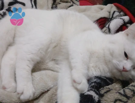 Kızıma eş arıyorum hangi cins kedi olursa fatketmez