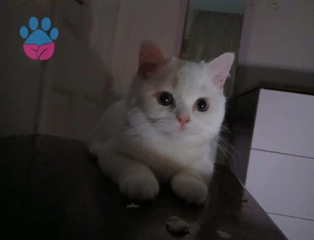 Kızıma eş arıyorum hangi cins kedi olursa fatketmez