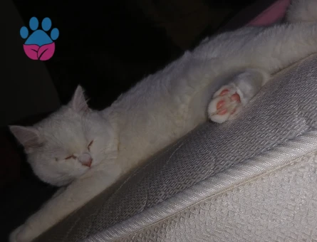 Kızıma eş arıyorum hangi cins kedi olursa fatketmez