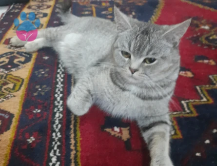 Mia için damat ariyoruz