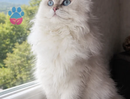British longhair Dişi 1 Yaşında Eş Arıyor