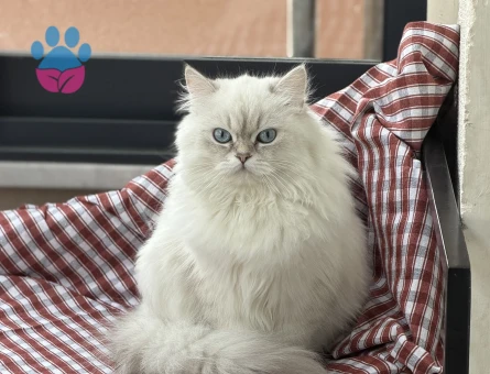British longhair Dişi 1 Yaşında Eş Arıyor