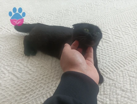 Scottish Fold Kedimiz için eş arıyoruz