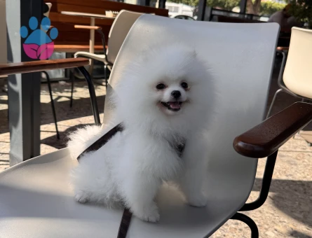 Pomeranian Boo Leo Eş Arıyor