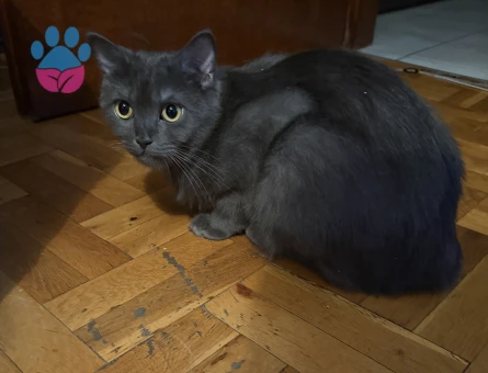 Sevgi dolu British Shorthair dişi kedi eş arıyor