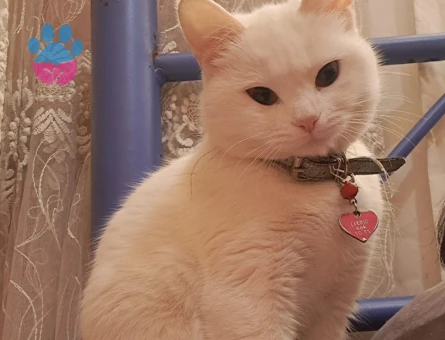 Kızım Lucy için eş arıyorum