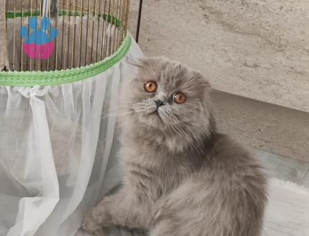 Long hair kızımıza eş arıyoruz