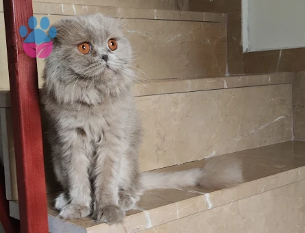Long hair kızımıza eş arıyoruz