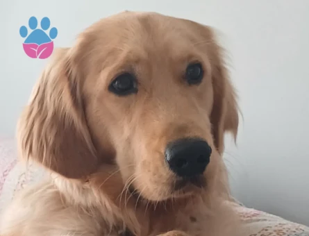 Golden retriever 1 yaşında Eş Arıyor