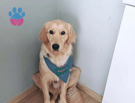 Golden retriever 1 yaşında Eş Arıyor