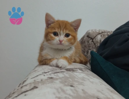 British Shorthair Kızgınlıkta