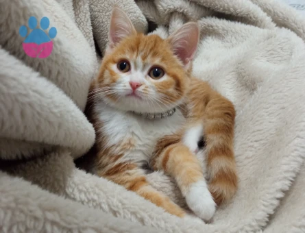 British Shorthair Kızgınlıkta