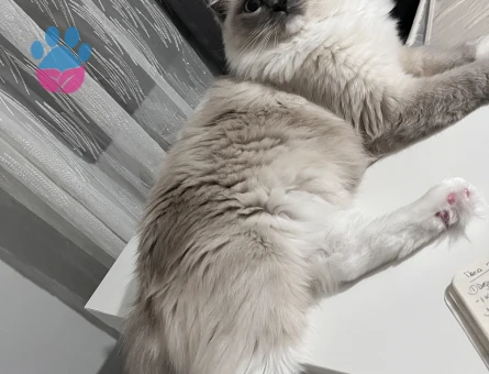 1,5 yaşında dişi ragdoll kızıma Ragdoll eş arıyorum