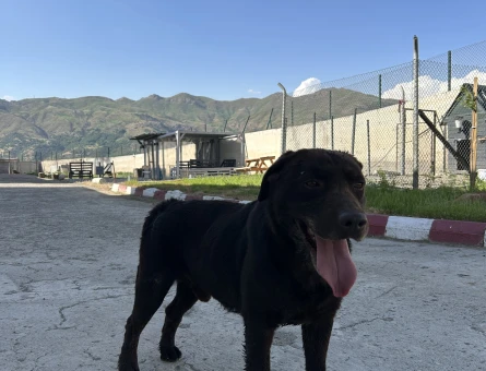 Labrador retriever Cinsi 1 Yaşında Eş Arıyor - 118984369