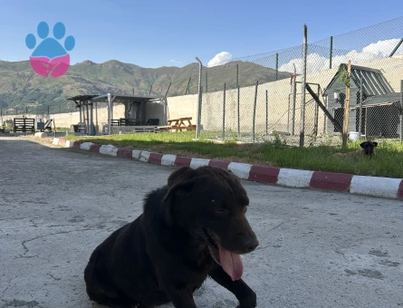 Labrador retriever Cinsi 1 Yaşında Eş Arıyor
