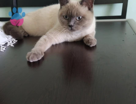 British Shorthair Pera Adlı Kızım Damat Arıyor - 118984370