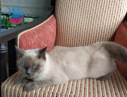 British Shorthair Pera Adlı Kızım Damat Arıyor