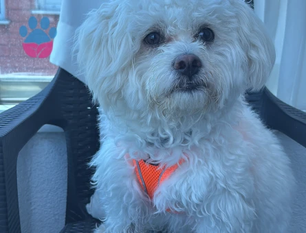 Maltipoo 1 Yaşında Köpeğim Eş Arıyor