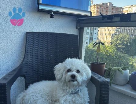 Maltipoo 1 Yaşında Köpeğim Eş Arıyor
