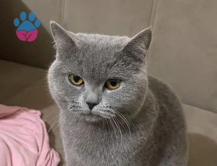 British Shorthair Prensesime layık bir prens arıyorum - 118984372