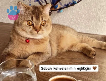 British Shorthair Yakışıklı Oğlumuza Gelin Arıyoruz - 118984373
