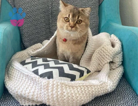 British Shorthair Yakışıklı Oğlumuza Gelin Arıyoruz