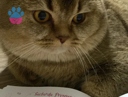 British Shorthair Yakışıklı Oğlumuza Gelin Arıyoruz