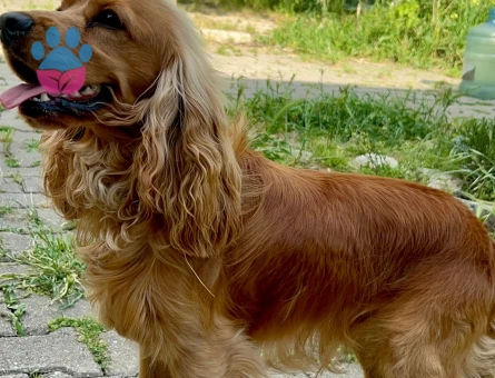 İngiliz Cocker Spaniel 1 Yaşında Erkek kızgınlıkta - 118984375
