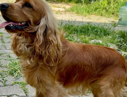 İngiliz Cocker Spaniel 1 Yaşında Erkek kızgınlıkta - 118984375