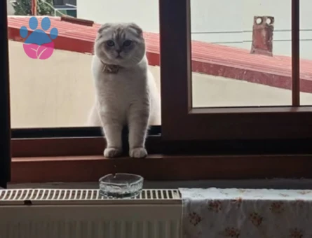 Exotic Shorthair 1 Yaşında Erkek Eş Arıyor - 118984376