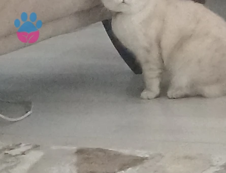Exotic Shorthair 1 Yaşında Erkek Eş Arıyor