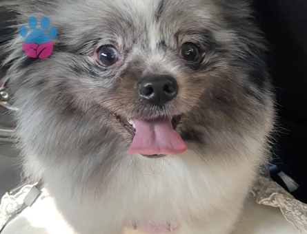 Merle Pomerian boo 2 Yaşında Eş Arıyor