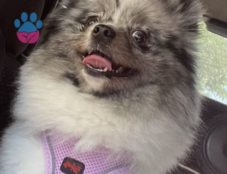 Merle Pomerian boo 2 Yaşında Eş Arıyor
