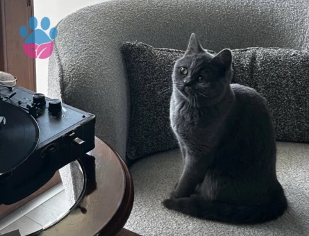 British Shorthair 1 Yaşında Eş Arıyor - 118984378