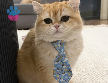 1 Yaşında British shorthair Kızgınlıkta Eş Arıyor