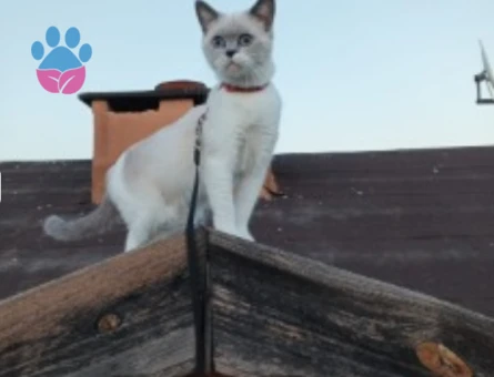 British Shorthair Dişi Kedime  Eş Arıyorum 3 Yaşında