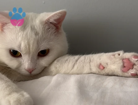 1 Yaşında Beyaz British Shorthair Erkek Kedime Eş Arıyorum 🐾