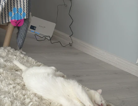 1 Yaşında Beyaz British Shorthair Erkek Kedime Eş Arıyorum 🐾