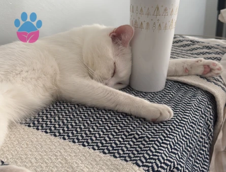 1 Yaşında Beyaz British Shorthair Erkek Kedime Eş Arıyorum 🐾