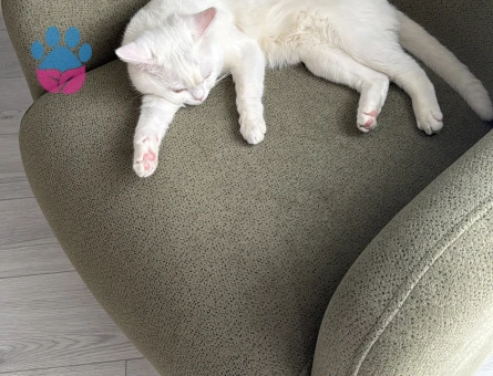 1 Yaşında Beyaz British Shorthair Erkek Kedime Eş Arıyorum 🐾